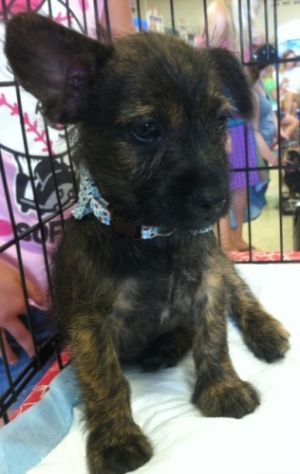 Ty: Cairn Terrier, Dog; Fort Worth, TX