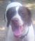 . Rufus #2 .