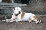 Snoopy