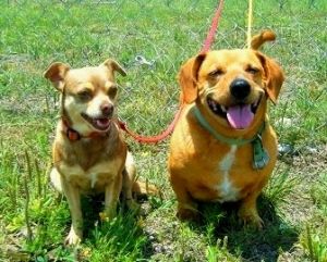 Cookie & Copper: Chihuahua, Dog; Killeen, TX