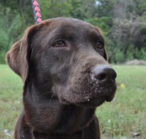 Luna (aka Corina): Chesapeake Bay Retriever, Dog; Waco, TX