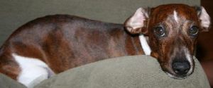 Tiger: Dachshund, Dog; Austin, TX
