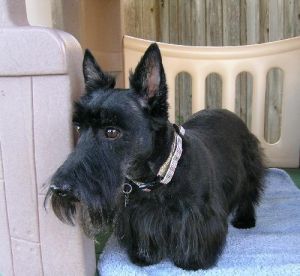 Angus & Sara: Scottish Terrier Scottie, Dog; Dallas, TX
