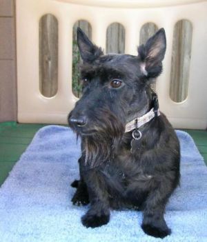 Angus & Sara: Scottish Terrier Scottie, Dog; Dallas, TX