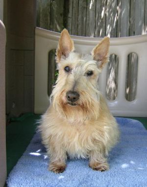 Jewel: Scottish Terrier Scottie, Dog; Dallas, TX
