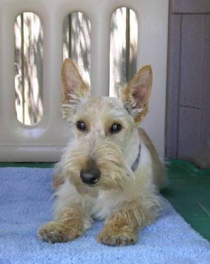 Connor: Scottish Terrier Scottie, Dog; Dallas, TX
