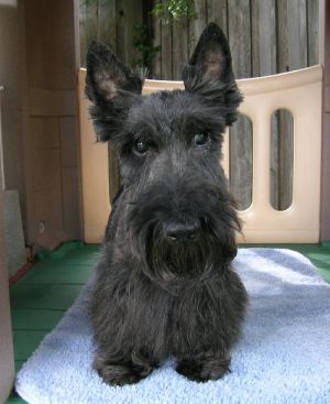 Sophie & Maggie: Scottish Terrier Scottie, Dog; Dallas, TX