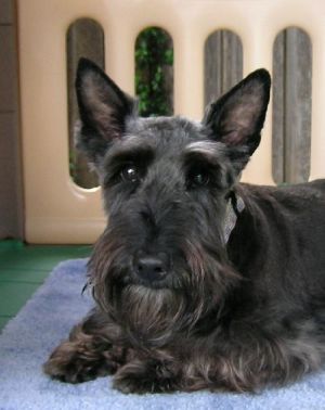 Sophie & Maggie: Scottish Terrier Scottie, Dog; Dallas, TX