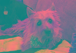 Chloe: Cairn Terrier, Dog; Houston, TX