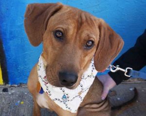 Elfie: Dachshund, Dog; Austin, TX