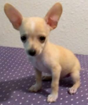 Streaker: Chihuahua, Dog; Conroe, TX