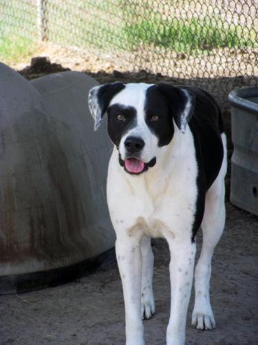 Jones Boxer - Greater Swiss Mountain Dog Dog
