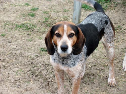 blue tick beagle puppies blue tick beagle mix puppies breeds picture blue tick beagle puppies blue tick beagle mix puppies breeds picture