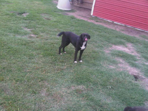 Remax Girl Border Collie - Labrador Retriever Dog