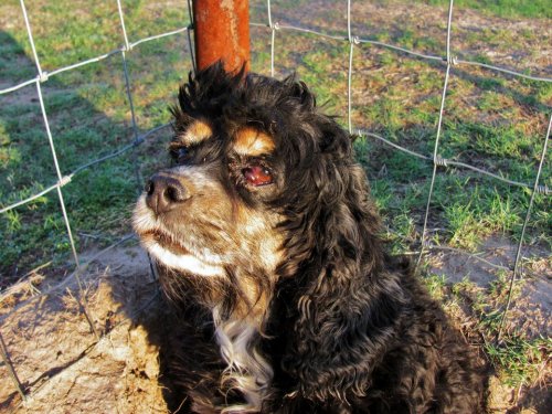 Hanna Cocker Spaniel Dog