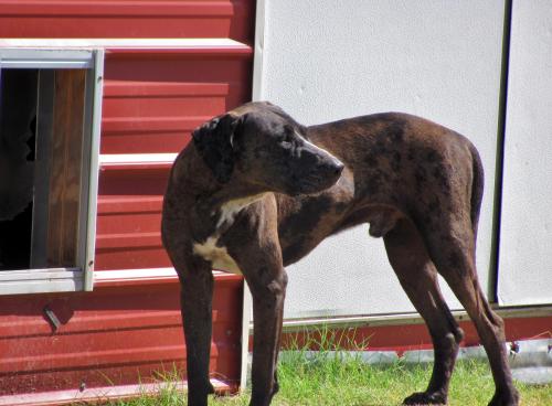 Mr. Brown Great Dane - Terrier Dog