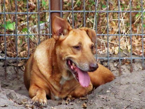 Remy Carolina Dog - Terrier Dog