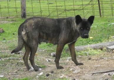 Lucy Mom Akita - Shepherd Dog
