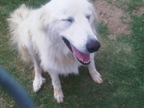 Shiloh Great Pyrenees - Retriever Dog