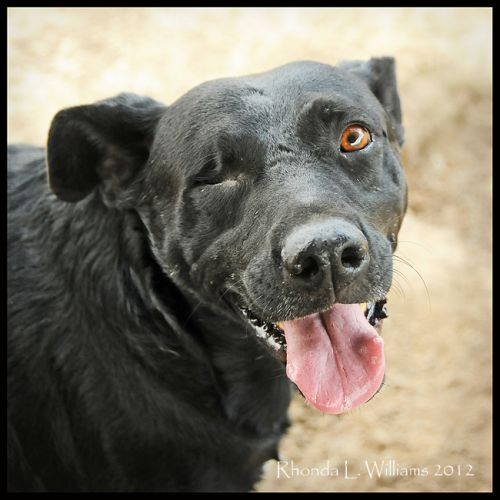 Houdini Black Labrador Retriever Dog