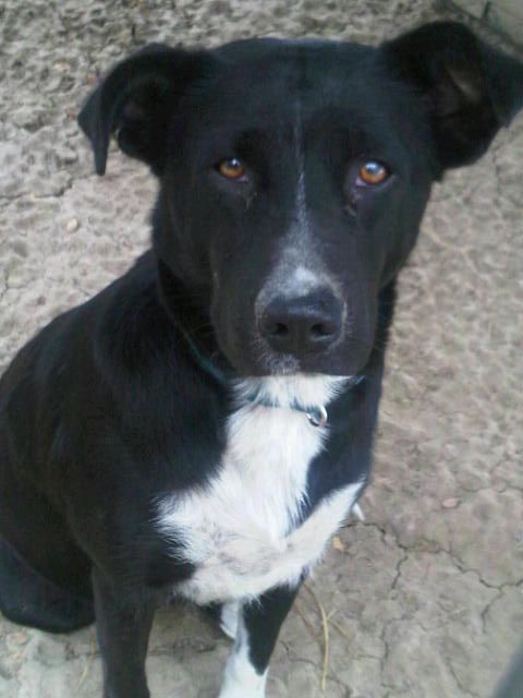 Bonnie Black Labrador Retriever - Border Collie Dog