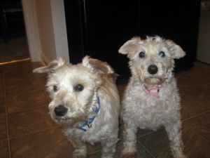 Jack and Jill: West Highland White Terrier Westie, Dog; Dunn Loring, VA
