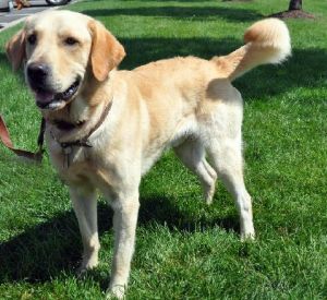 Cooper: Yellow Labrador Retriever, Dog; Louisa, VA