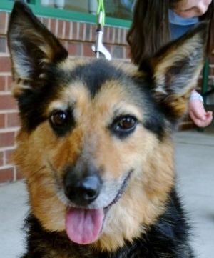 Mona: Shepherd, Dog; Arlington, VA