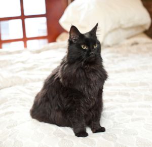 Cleo needs foster Lap Cat !: Persian, Cat; Arlington, VA