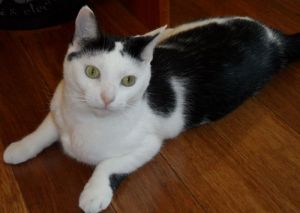 Gepetto needs foster: Domestic Short Hair-Black And White, Cat; Arlington, VA