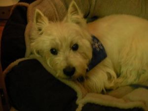 Angus: West Highland White Terrier Westie, Dog; Bluemont, VA