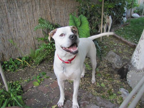 Maggie URGENT Great Dane - Staffordshire Bull Terrier Dog