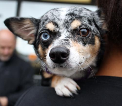 Chihuahua Dachshund Puppy