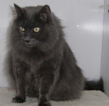 Maine Coon/Russian Blue Mix: