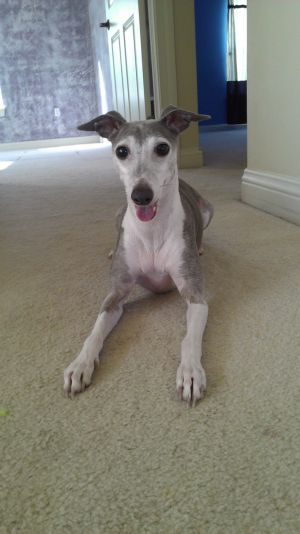 Available Italian Greyhounds WI185.26360202 1 pn Available Italian Greyhounds