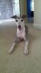Available Italian Greyhounds WI185.26360202 1 pnt Available Italian Greyhounds