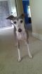 Available Italian Greyhounds WI185.26360202 2 pnt Available Italian Greyhounds