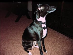 Available Italian Greyhounds WI185.26360214 1 pn Available Italian Greyhounds