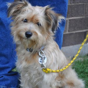 Erickson: Wirehaired Terrier, Dog; Hartland, WI