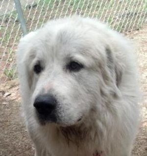 Mia: Great Pyrenees, Dog; Neshkoro, WI
