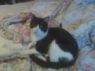 Spot