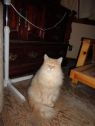 Teddie