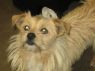 Scampy