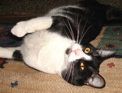 . Spot needs Sponsor .