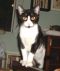 . Spot needs Sponsor .