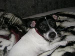 Laci