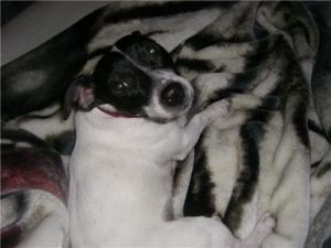 Laci