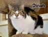 . Dinah .