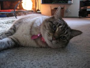 . Tootsie .