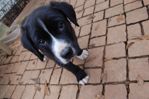 . Toby .